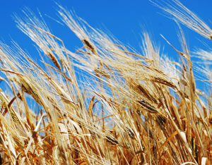 Food Supply, Climate Change, Population: Stabilizing Tipping Points in Nature